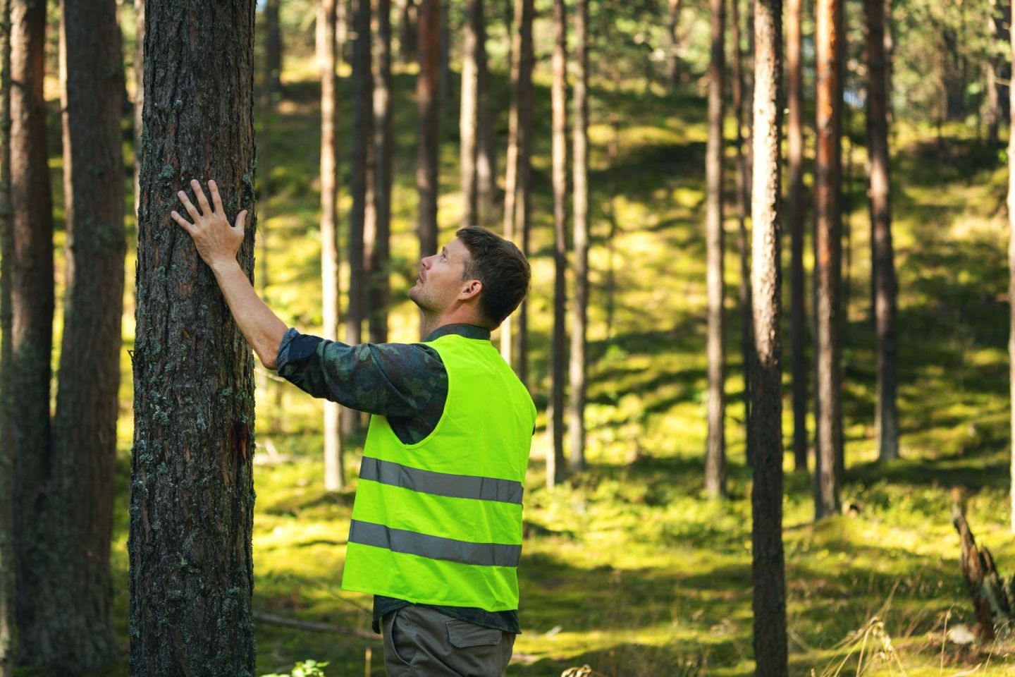 BSc (Hons) in Land Management in Forestry