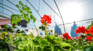 Certificate in Garden Management and Plant Selection