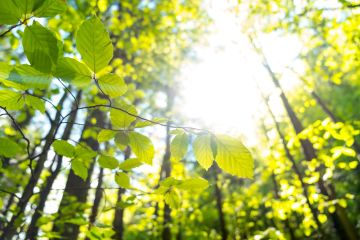 Biodiversity and Sustainability Forum