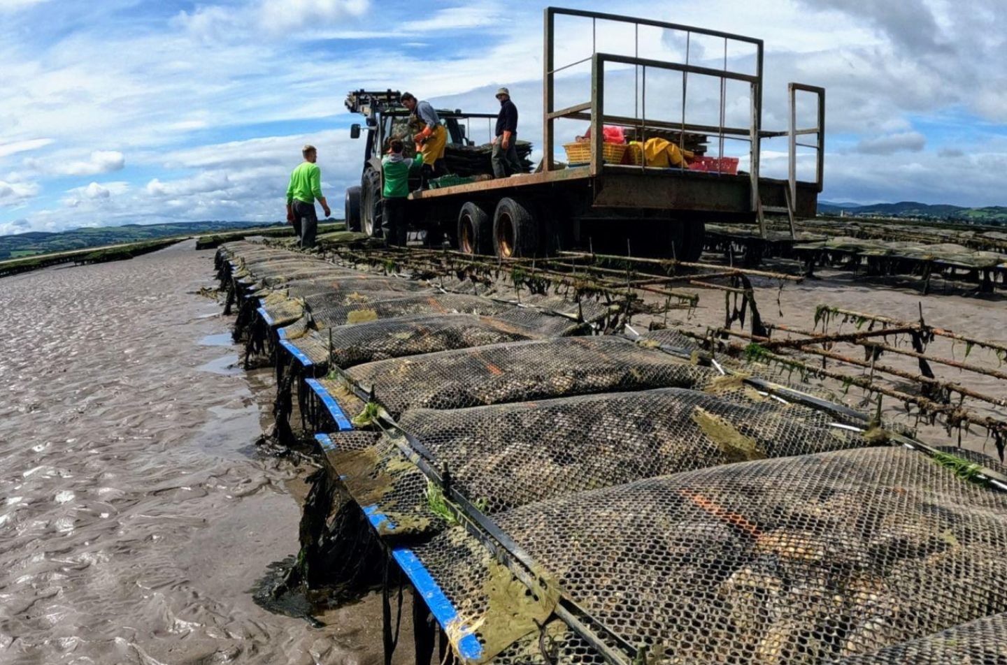 Helping Ireland’s shellfish farmers tackle climate change