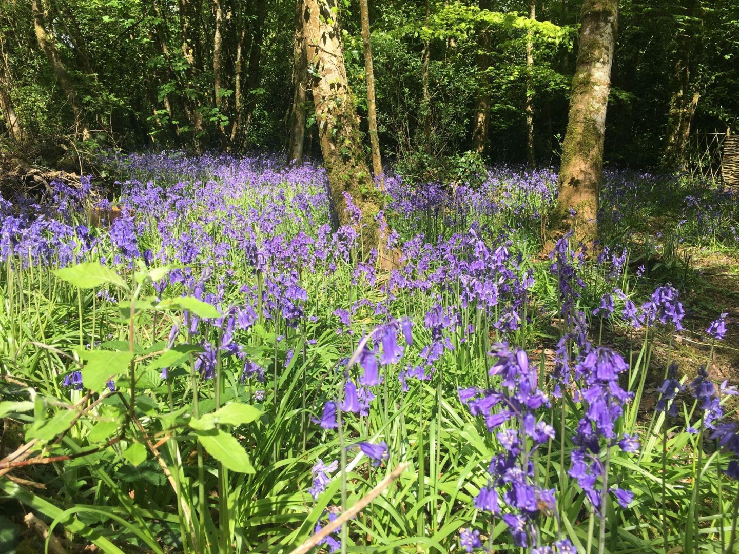 Celebrate the beauty of biodiversity with 20th Bealtaine Living Earth Festival